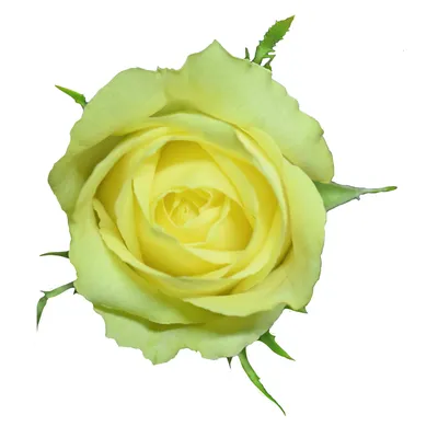 Фотография розы кронос с эффектом HDR