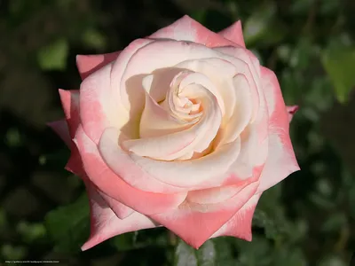Изображение розы кронос с эффектом пленки