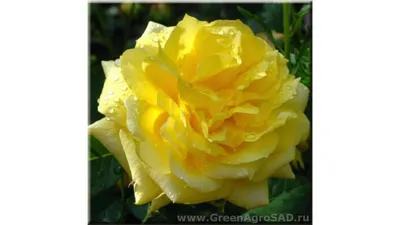 Фото розы кронос с эффектом цветного дыма для скачивания