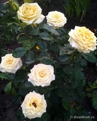 Фото розы кронос, доступное для скачивания в различных форматах
