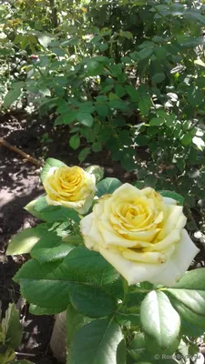 Изображение розы кронос с возможностью выбора формата