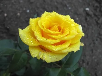 Красивая фотография розы кронос