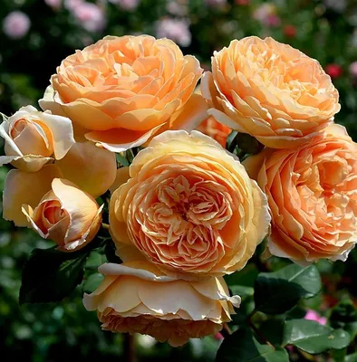 Красивая фотография розы кроун принцесса маргарет в png