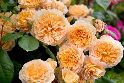 Великолепная фотография розы кроун принцесса маргарет с выбором формата