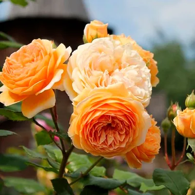 Фотография розы кроун принцесса маргарет в формате jpg и png