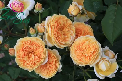 Изображение прекрасной розы кроун принцесса маргарет для скачивания