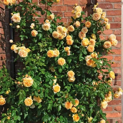 Фото розы кроун принцесса маргарет с возможностью выбора формата и размера