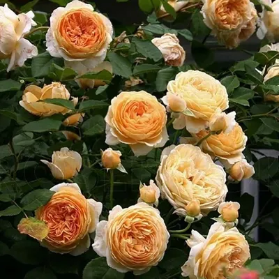 Картинка розы кроун принцесса маргарет в формате jpg для скачивания