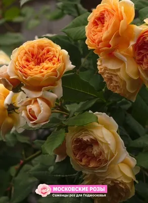 Великолепная фотография розы кроун принцесса маргарет с выбором формата и размера