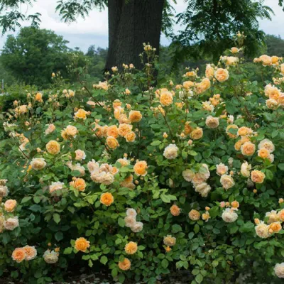 Фотография розы кроун принцесса маргарет в png формате