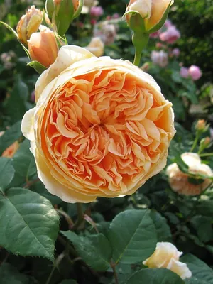 Изображение розы кроун принцесса маргарет в формате webp для скачивания
