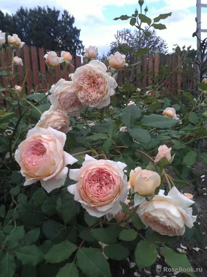 Фото розы кроун принцесса маргарет с выбором размера изображения и формата