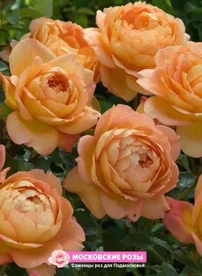 Великолепная фотография розы кроун принцесса маргарет с возможностью скачать в webp формате