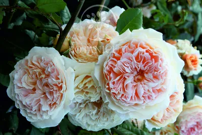 Изображение розы кроун принцесса маргарет в png и webp форматах для скачивания