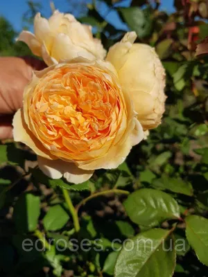 Фото розы кроун принцесса маргарет с возможностью выбрать размер и формат изображения