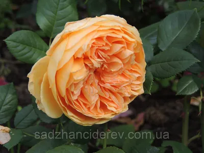 Великолепная фотография розы кроун принцесса маргарет с выбором формата загрузки
