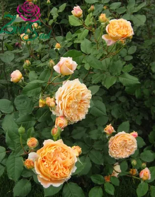 Фотография розы кроун принцесса маргарет доступна в jpg формате