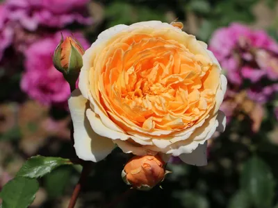 Изображение розы кроун принцесса маргарет в png формате для скачивания