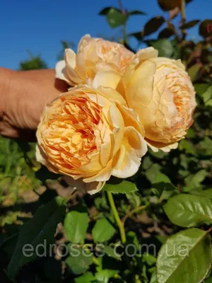 Фото розы кроун принцесса маргарет с выбором формата загрузки и размера изображения