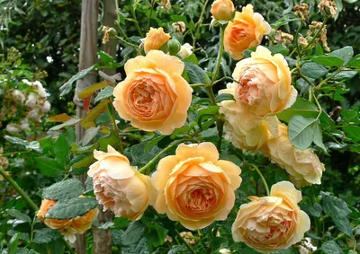Картинка розы кроун принцесса маргарет в webp формате для скачивания