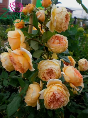 Фото розы кроун принцесса маргарет для скачивания в jpg формате