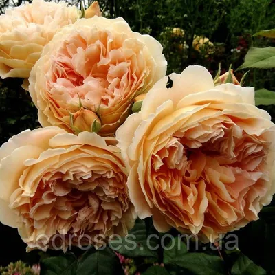 Великолепная фотография розы кроун принцесса маргарет с возможностью выбора формата и размера