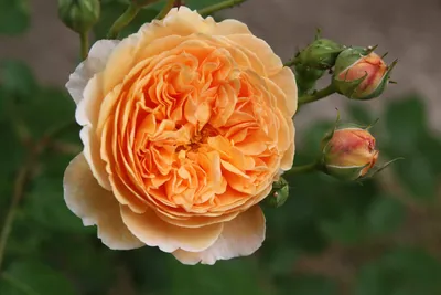 Фотография розы кроун принцесса маргарет доступна в jpg и png форматах