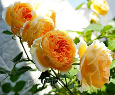Изображение розы кроун принцесса маргарет для скачивания в png и webp форматах