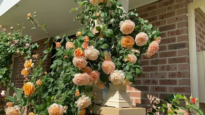 Фото розы кроун принцесса маргарет с возможностью выбора размера и формата загрузки