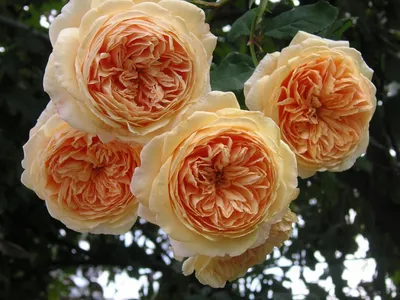 Великолепная фотография розы кроун принцесса маргарет с выбором формата и размера изображения