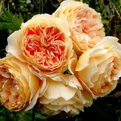 Фотография розы кроун принцесса маргарет доступна в png и webp форматах для скачивания
