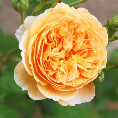 Изображение розы кроун принцесса маргарет с возможностью выбора формата загрузки и размера