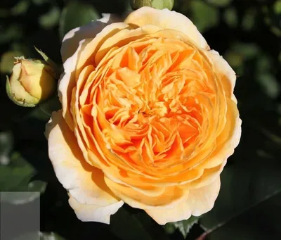 Фото розы кроун принцесса маргарет в jpg и png форматах для скачивания