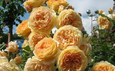 Картинка розы кроун принцесса маргарет в png