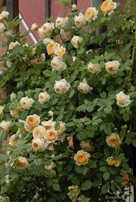 Великолепная фотография розы кроун принцесса маргарет доступна в png и webp форматах