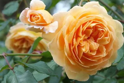 Фотография розы кроун принцесса маргарет с возможностью выбора формата загрузки и размера изображения