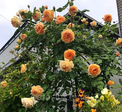 Великолепная фотография розы кроун принцесса маргарет в webp