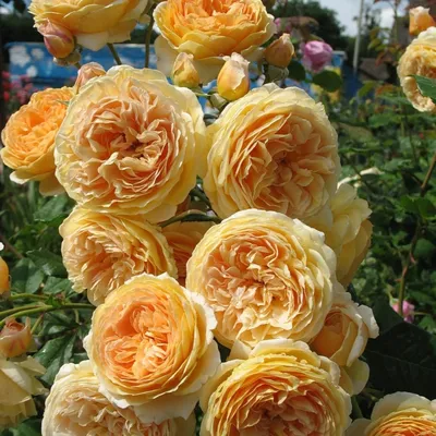 Фотография прекрасной розы кроун принцесса маргарет в jpg