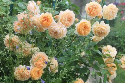 Изображение розы кроун принцесса маргарет в формате png