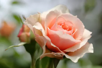 Прекрасная роза на этой фотографии: выбирайте размер