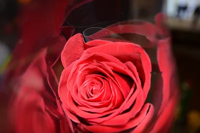 Фото розы, захватывающей своей красотой