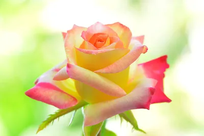 Изумительная картина розы на качественном изображении