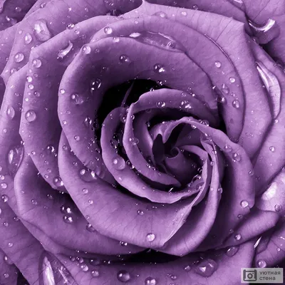 Магия розы на фото: великолепный крупный план