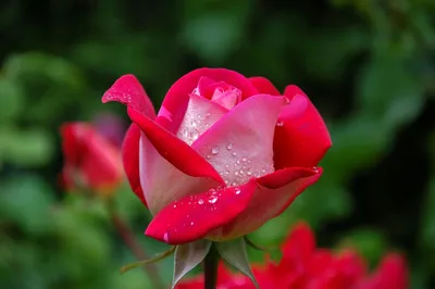 Роза во всей своей красе: выбирайте формат и размер