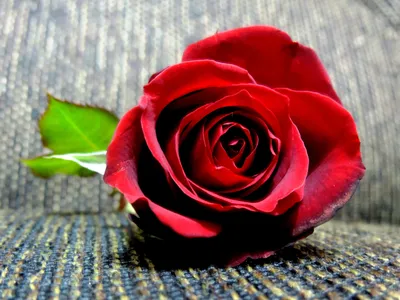 Величественная роза: фото в ее полной красе
