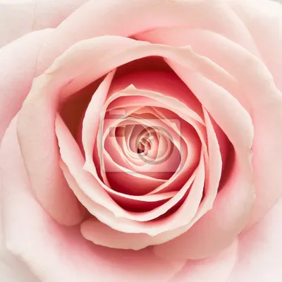 Фото розы: наслаждаемся уникальной красотой