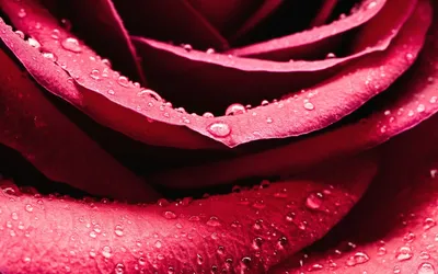 Искусство природы на фото: крупный план розы