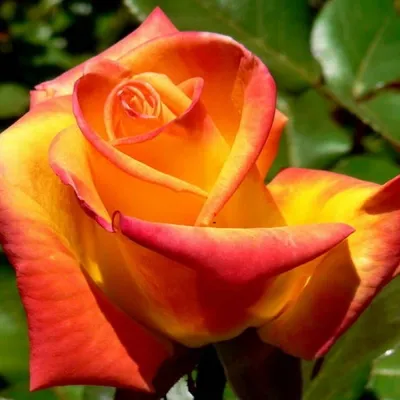 Изображение розы ксюша: идеальный выбор для фотофанатов