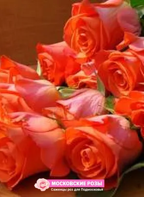 Фотография розы ксюша: оптимальный веб-формат webp