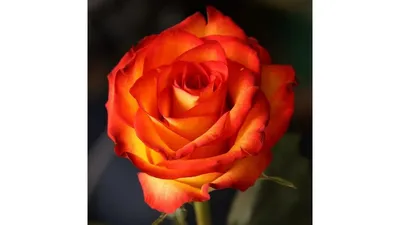 Фотка розы ксюша: вариант для использования в дизайне